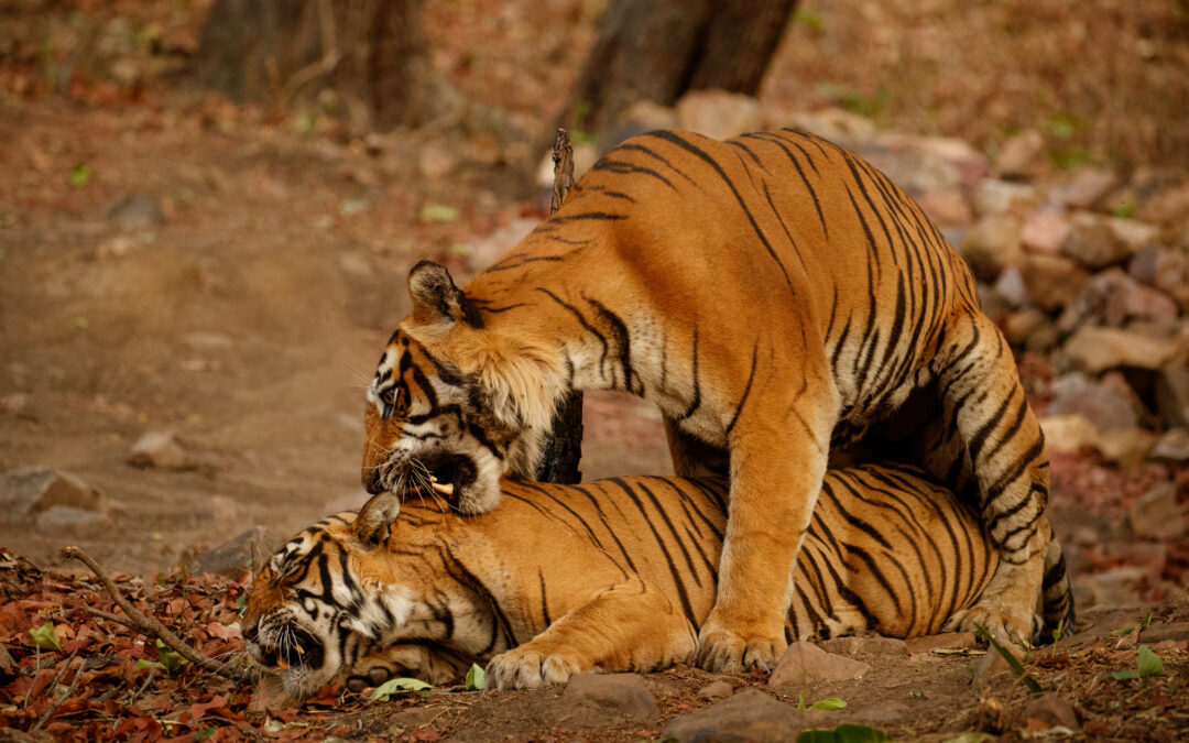 Wildlife Places in South India – 6 Magical Spots for Jungle Adventures